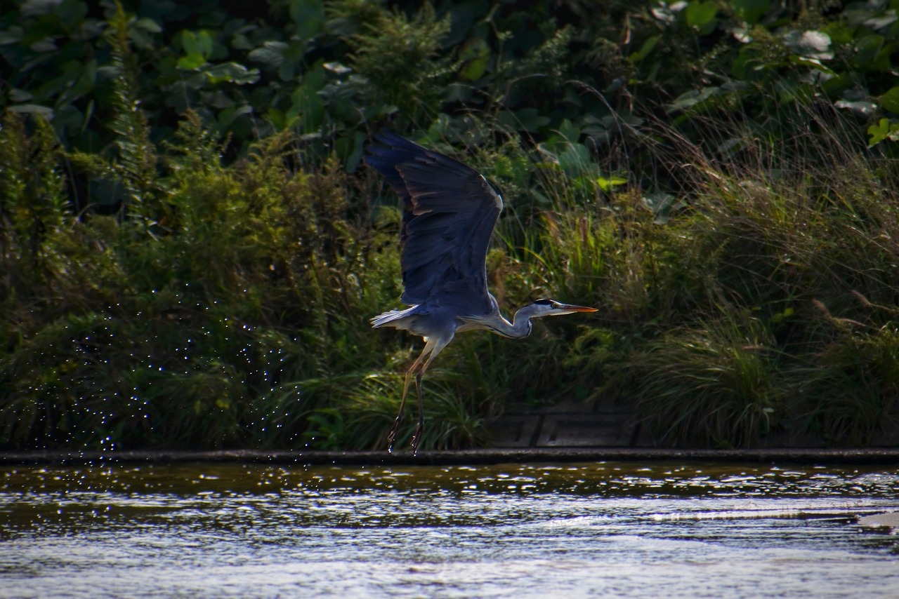 animal river waterside free photo