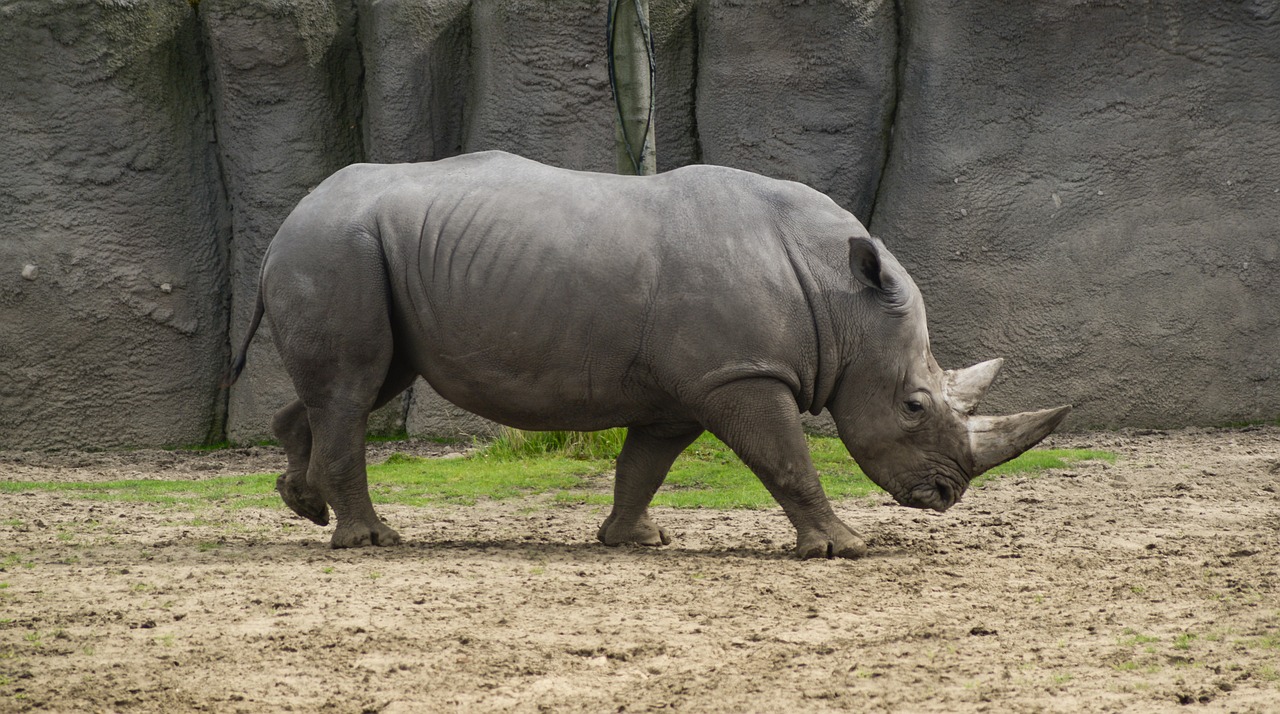 animal wild animal rhino free photo