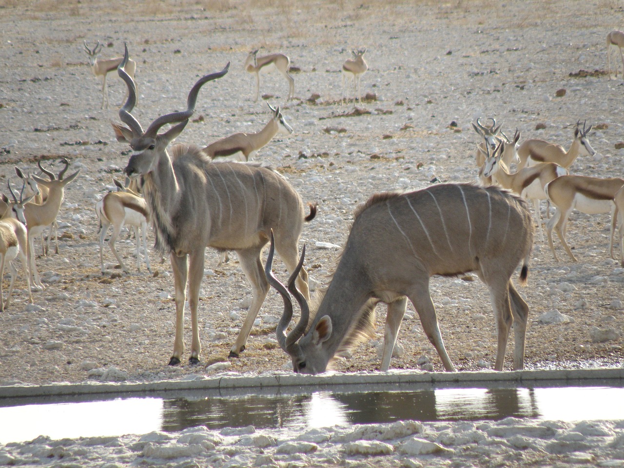 animal wild namibia free photo