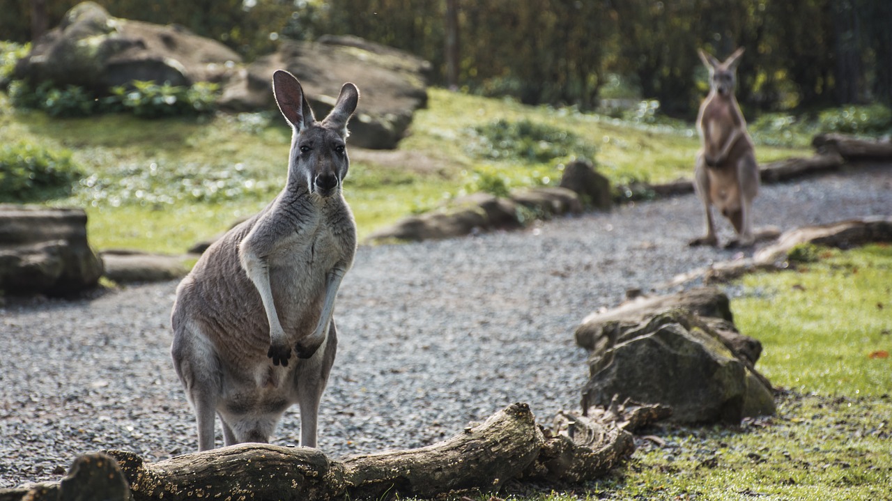 animal kangaroo zoo free photo