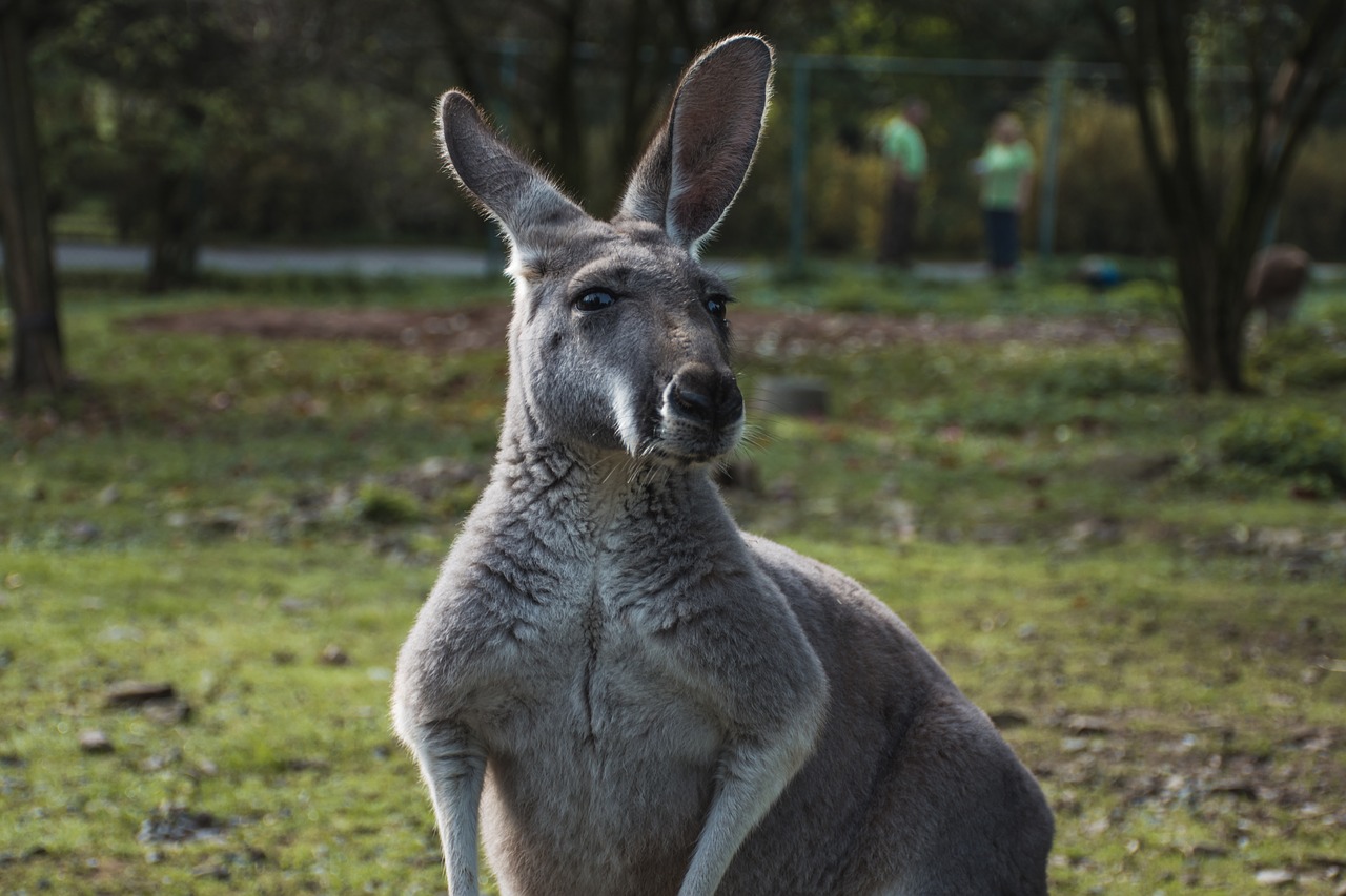 animal kangaroo zoo free photo