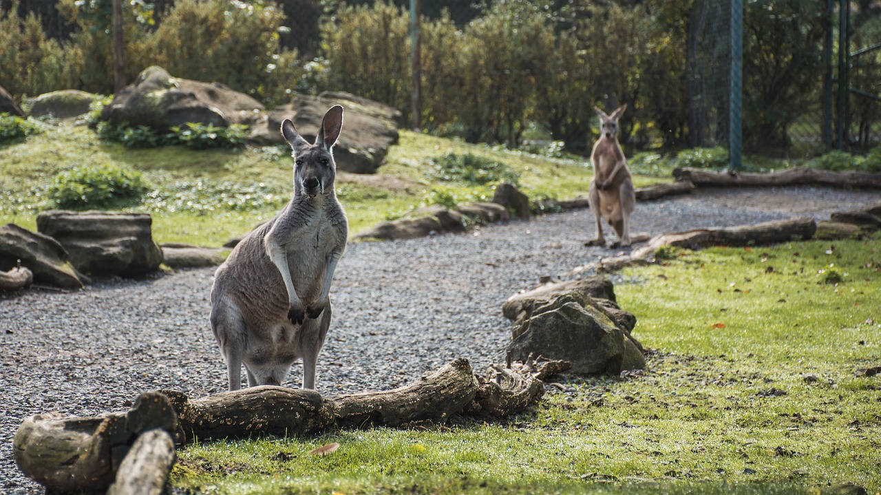 animal kangaroo zoo free photo