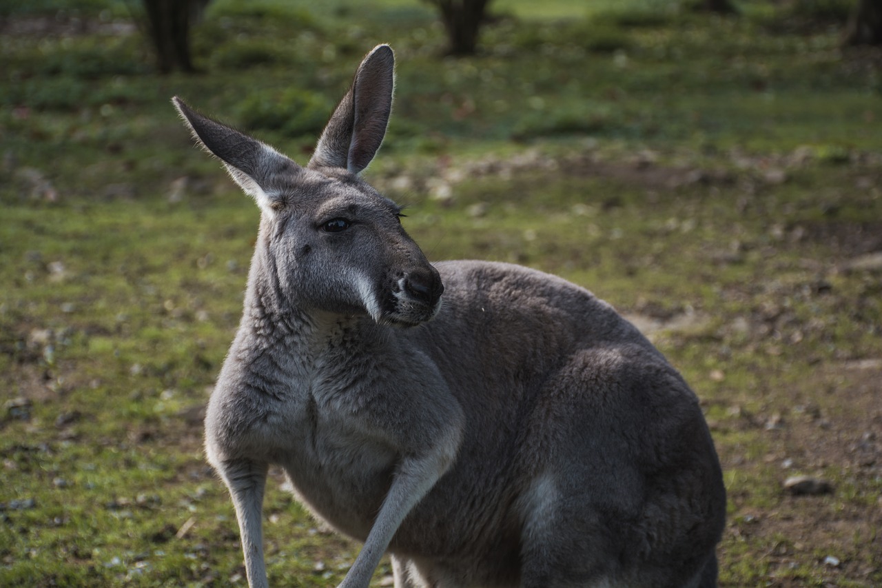 animal kangaroo zoo free photo