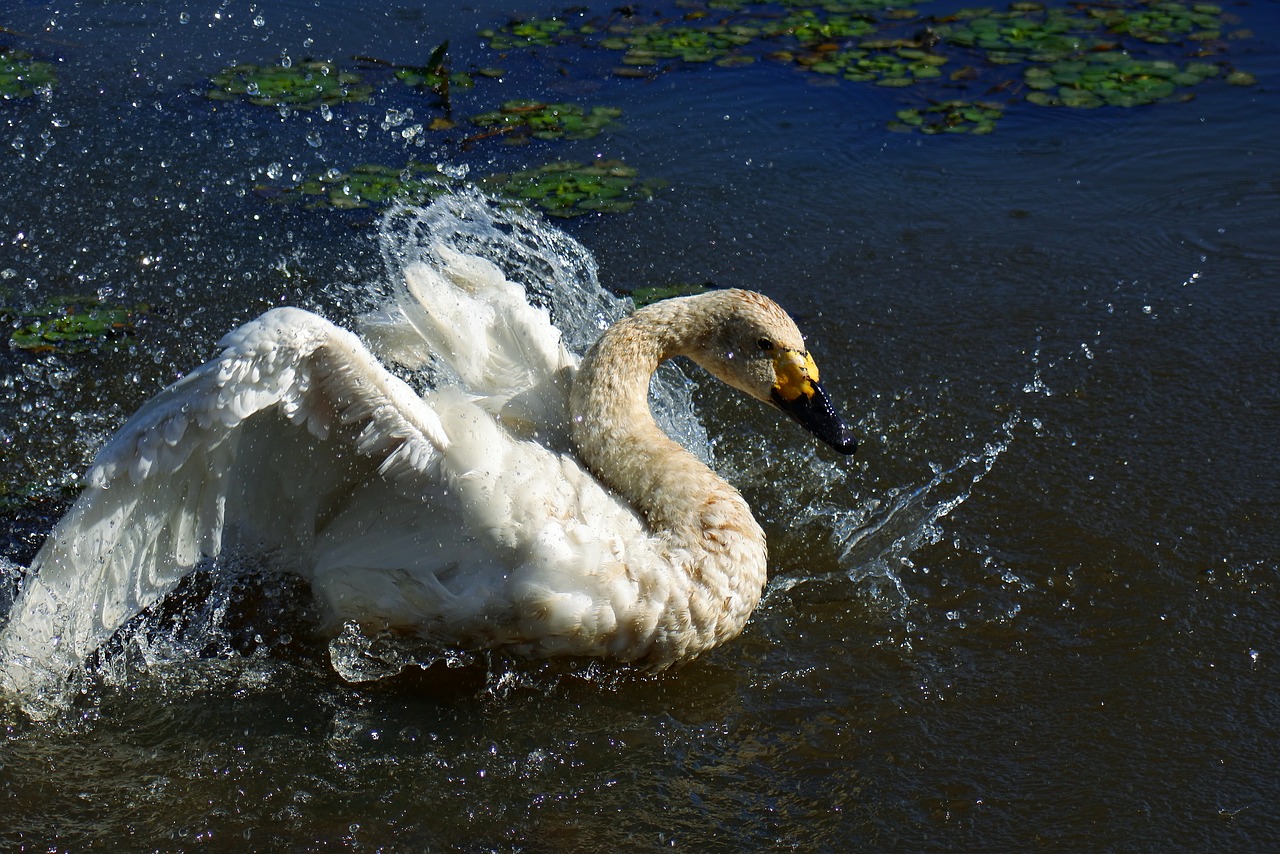 animal pond waterside free photo