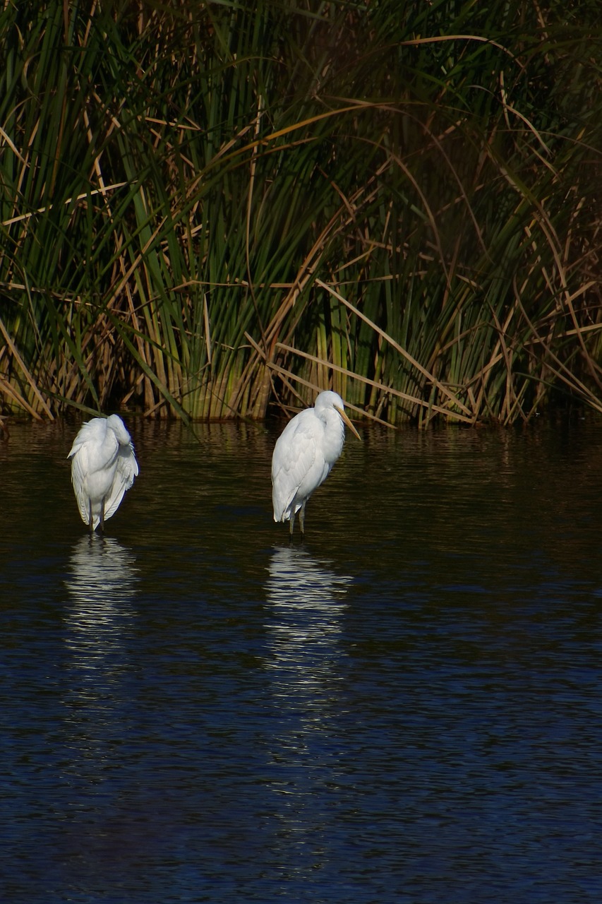 animal river waterside free photo