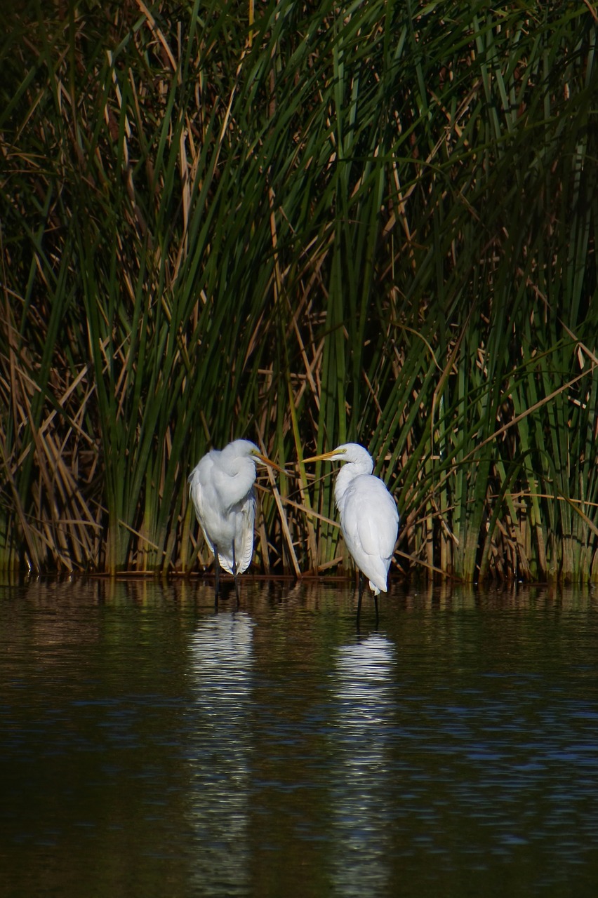 animal river waterside free photo