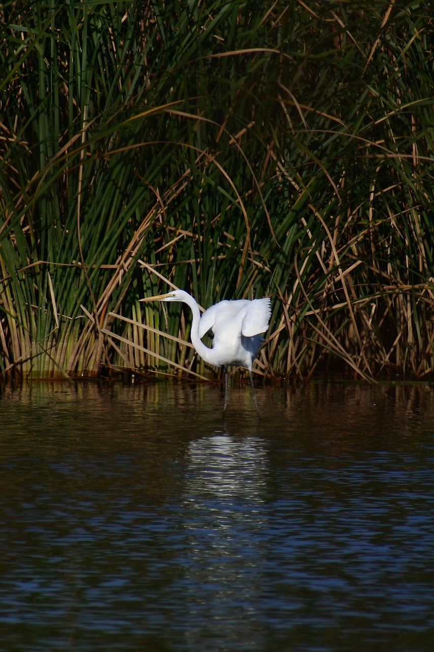 animal river waterside free photo