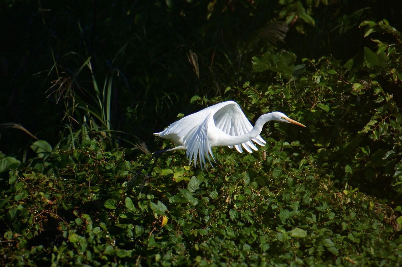 animal river waterside free photo