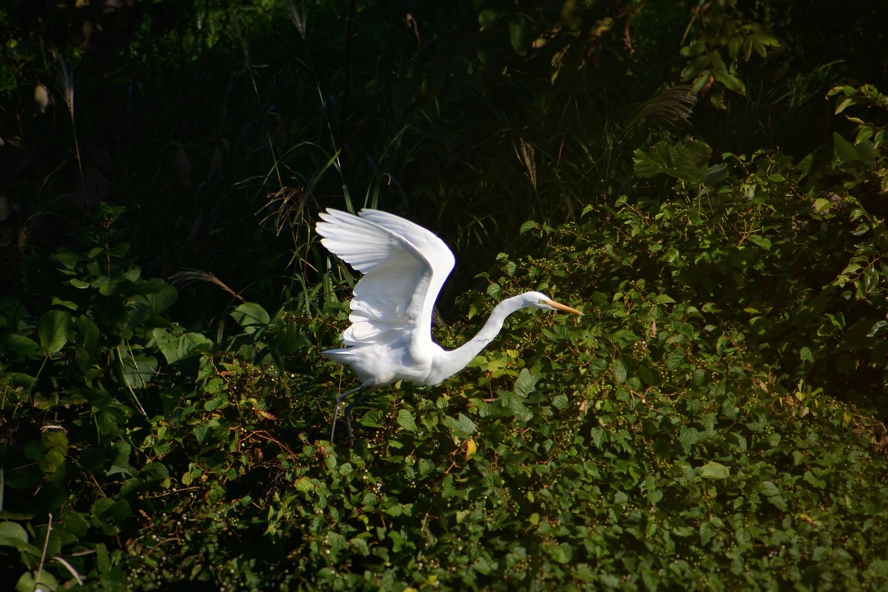 animal river waterside free photo