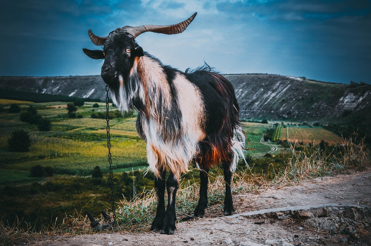 animal nature goat free photo