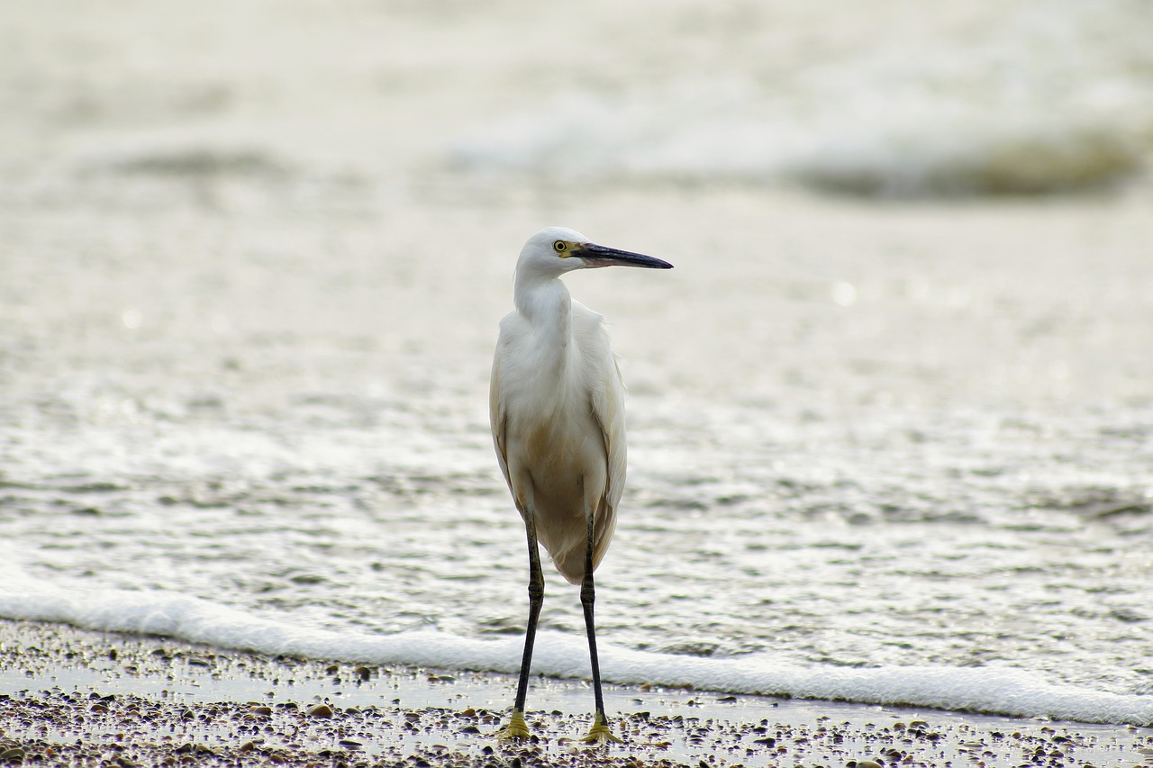 animal sea river free photo