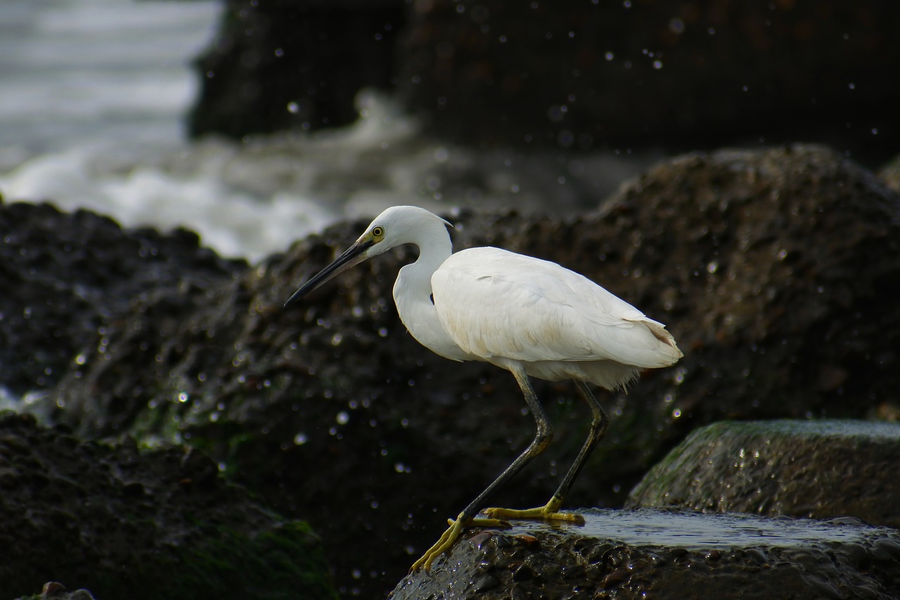 animal sea river free photo