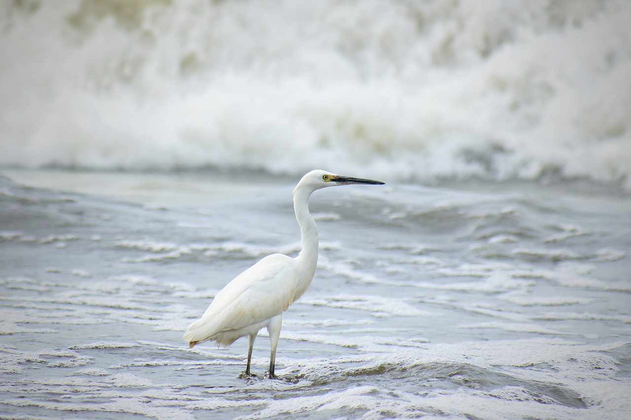 animal sea river free photo