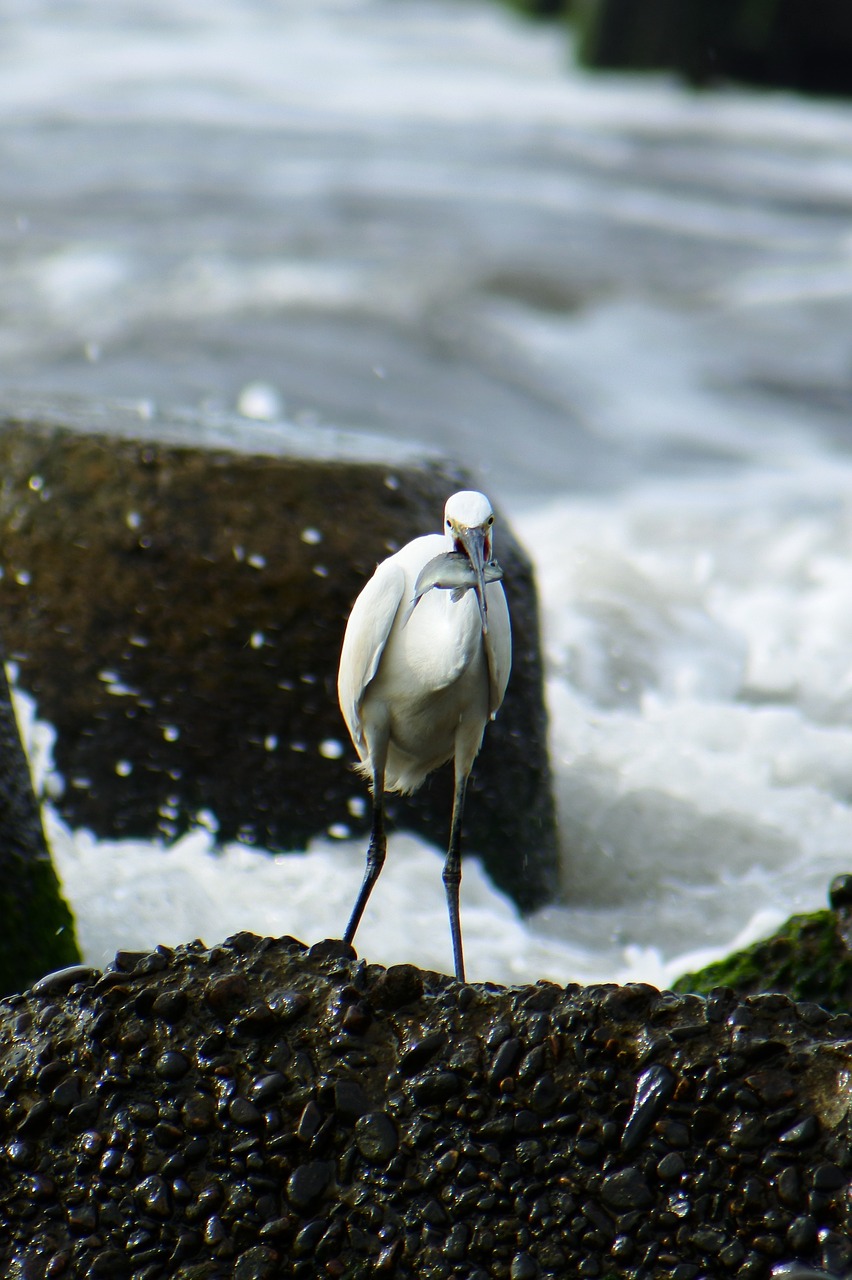 animal sea river free photo