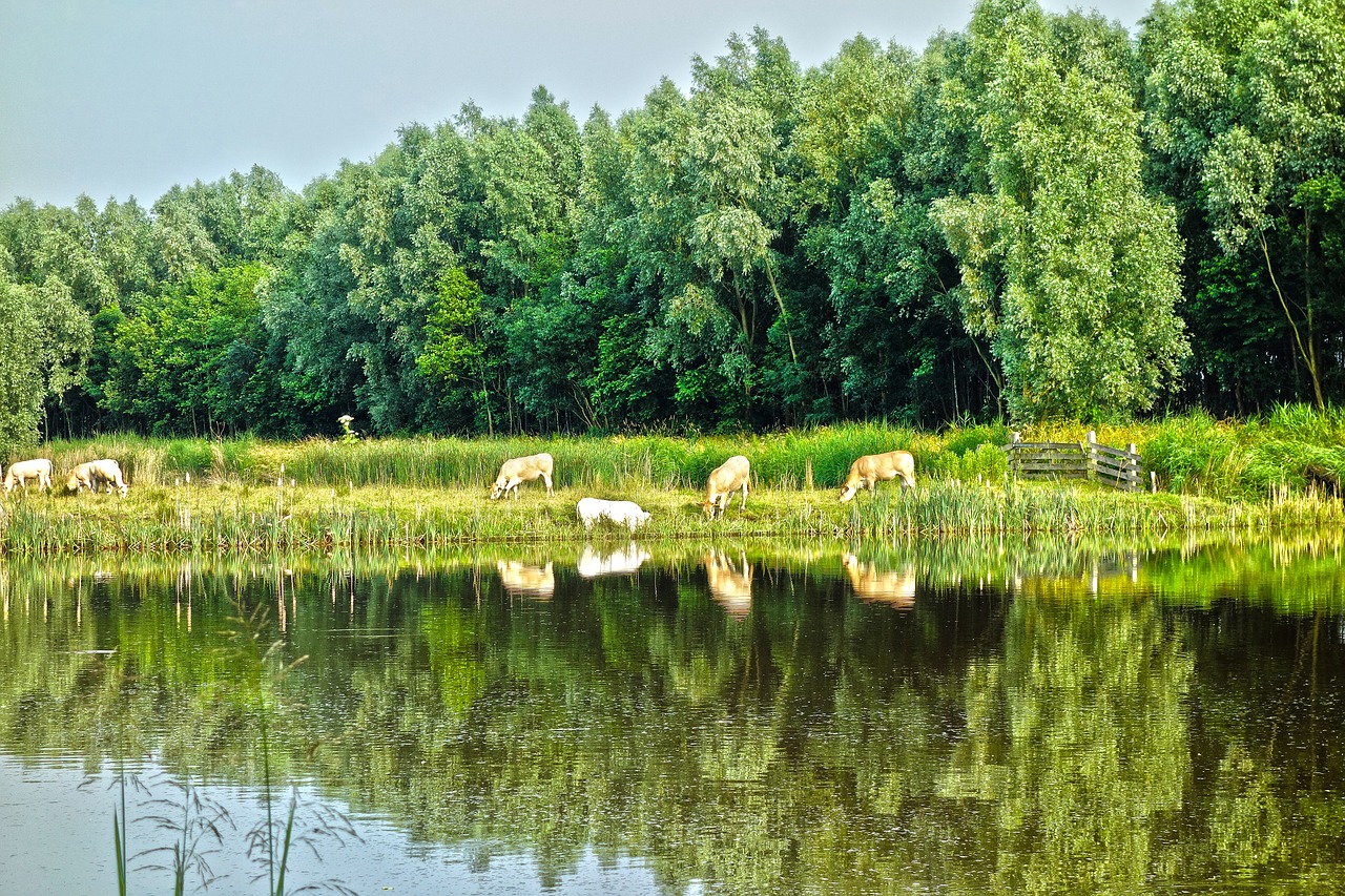 animal cattle cows free photo