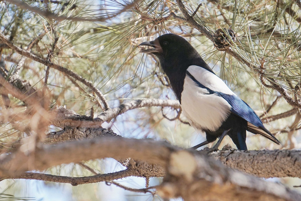 animal bird natural free photo