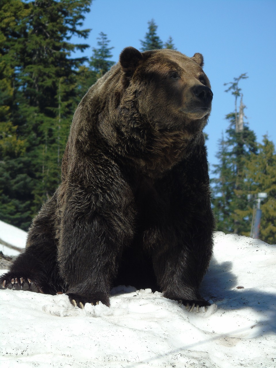 Скорость сибирского медведя. Гризли североамериканский бурый медведь. Северная Америка медведь Гризли. Медведь Гризли в Канаде. Бурый медведь Кадьяк.