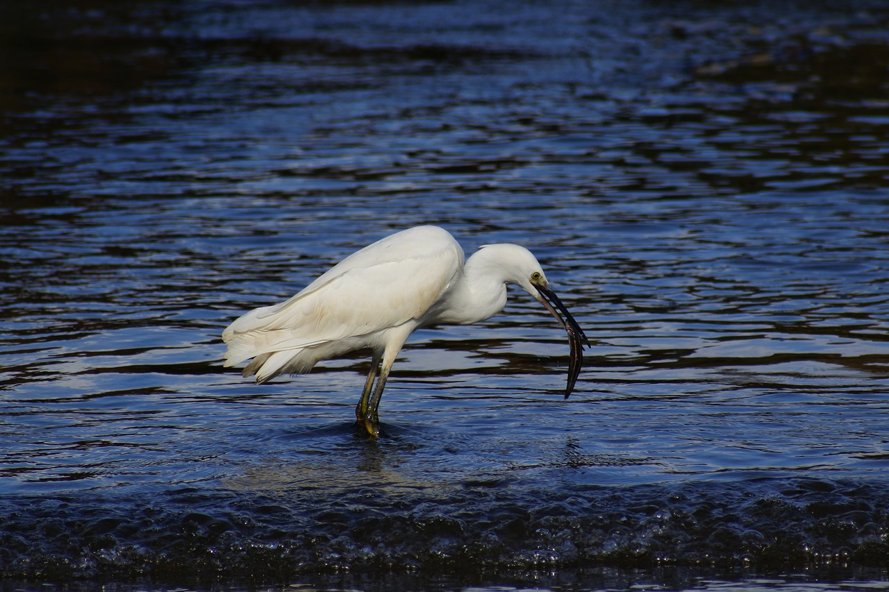 animal sea river free photo