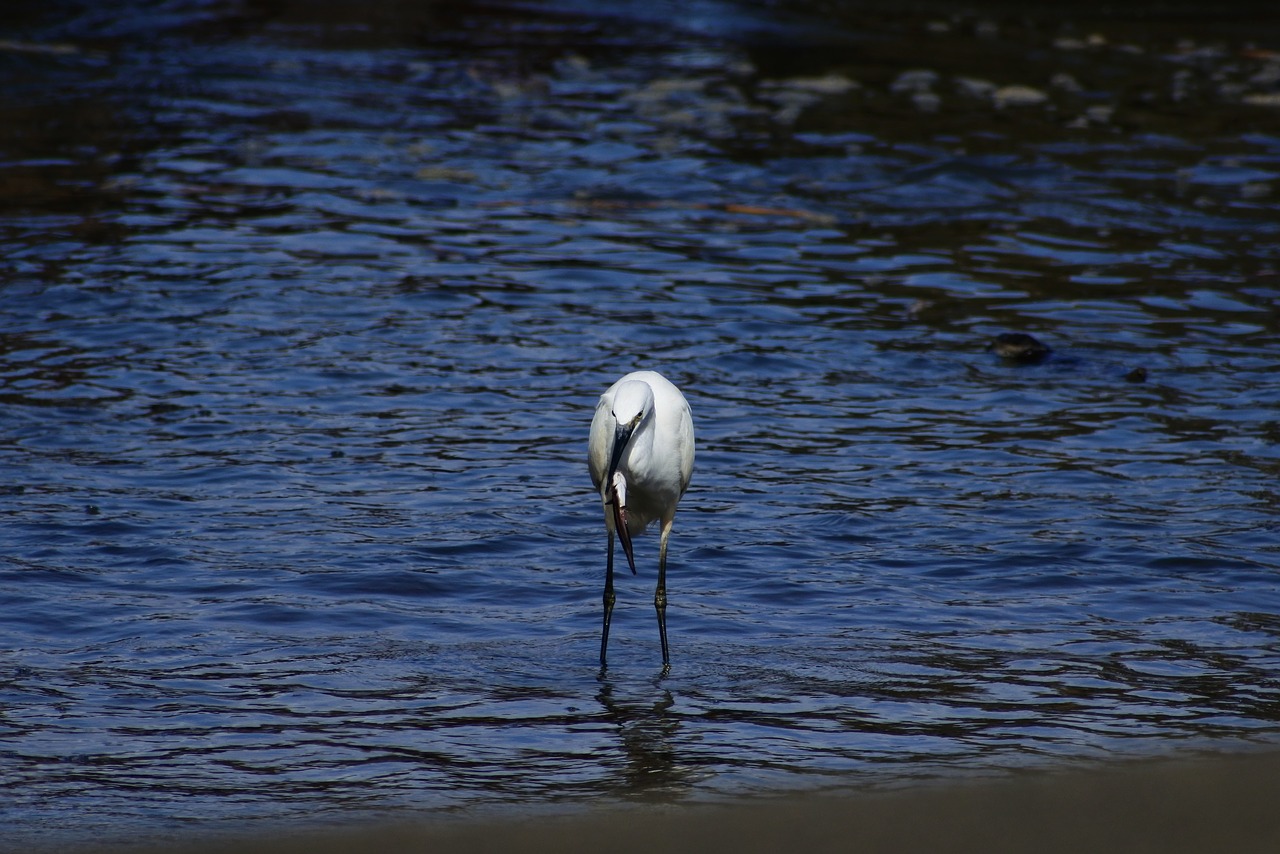 animal sea river free photo