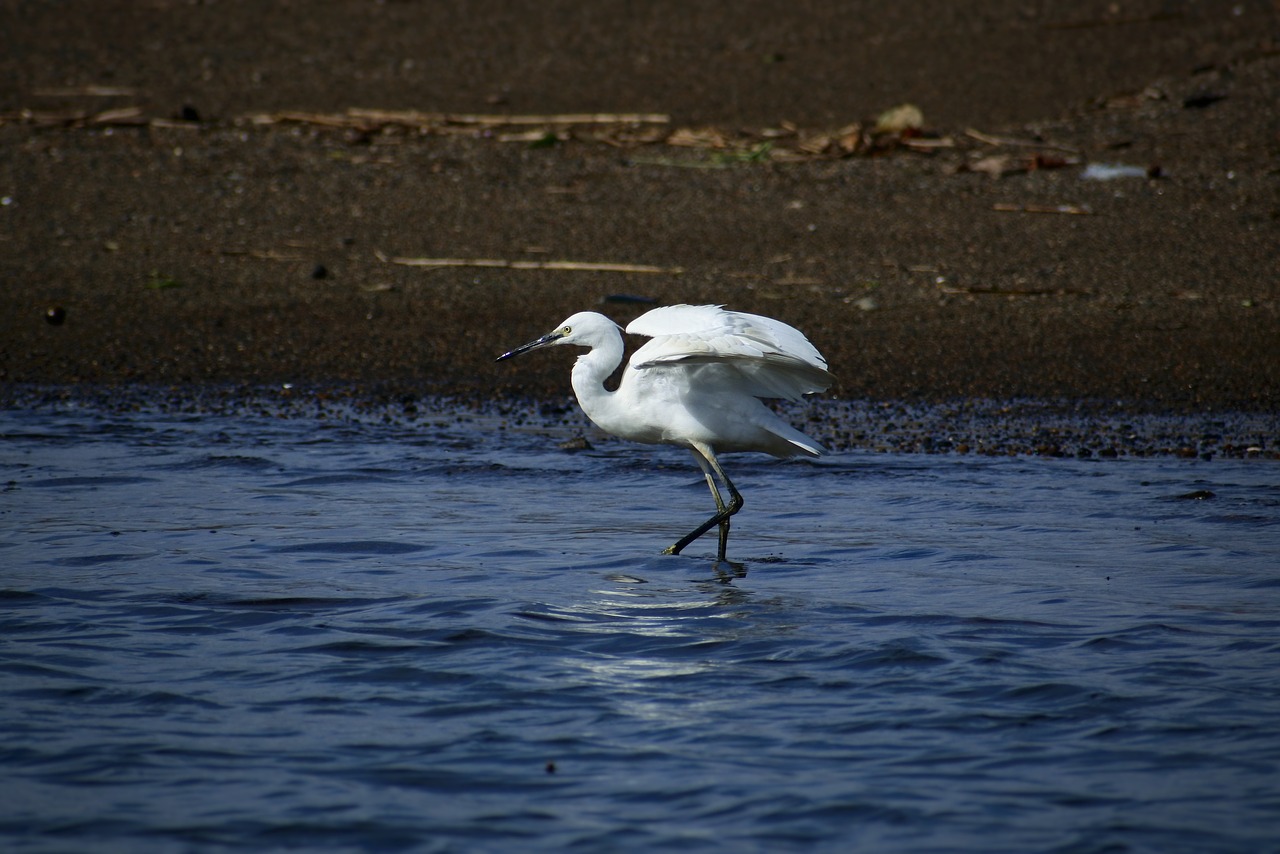 animal sea river free photo