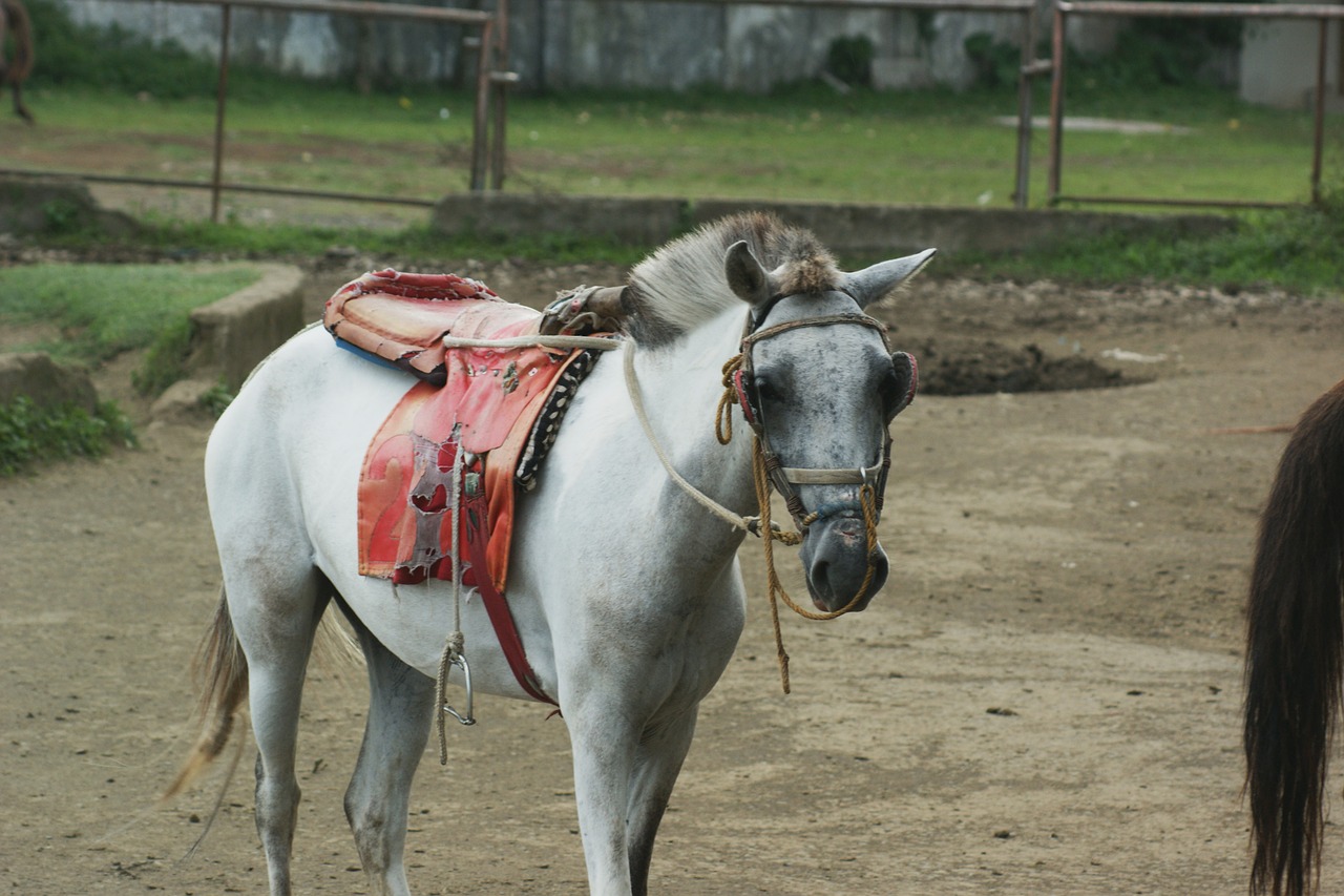 animal horse life free photo