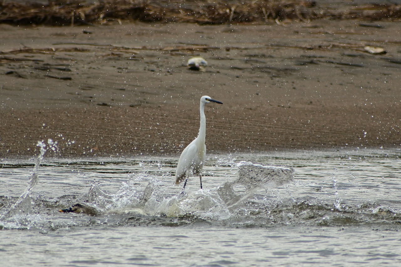 animal sea river free photo