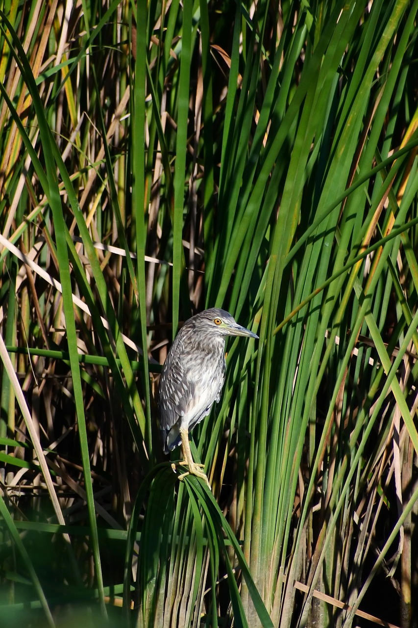 animal river waterside free photo