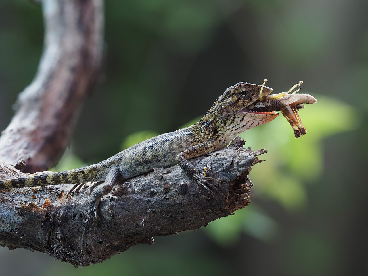 animal types of salamanders fence hue free photo