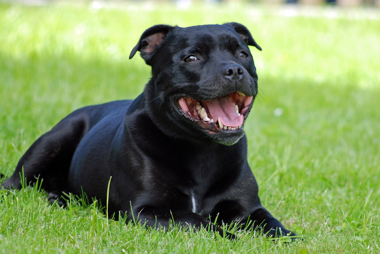 animal dog staffordshire-bull-terrier free photo