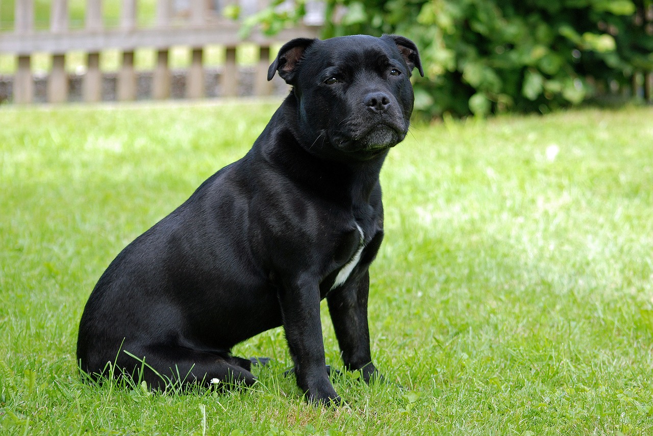 animal dog staffordshire-bull-terrier free photo