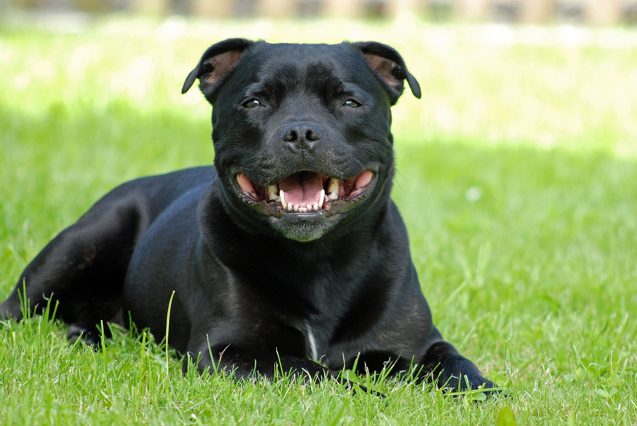 animal dog staffordshire-bull-terrier free photo