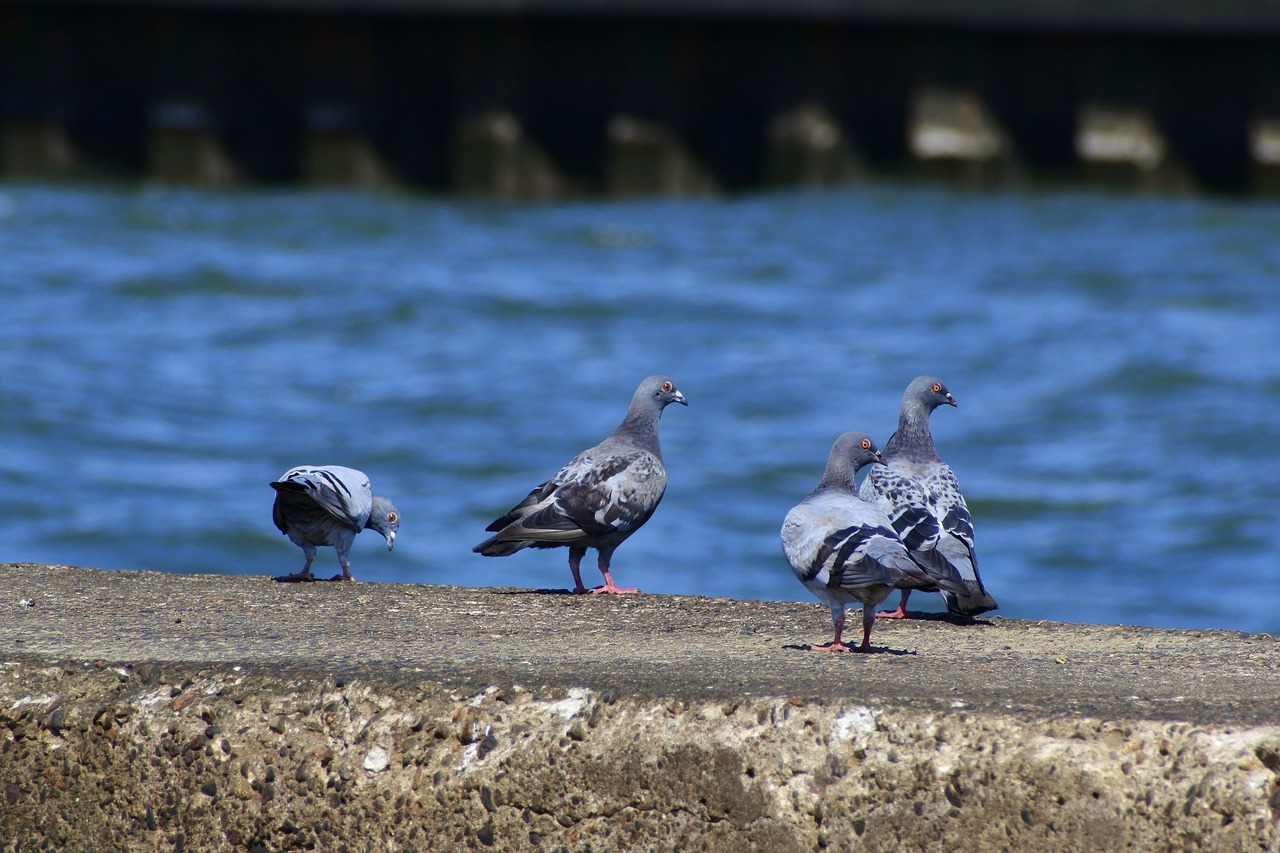 animal sea breakwater free photo