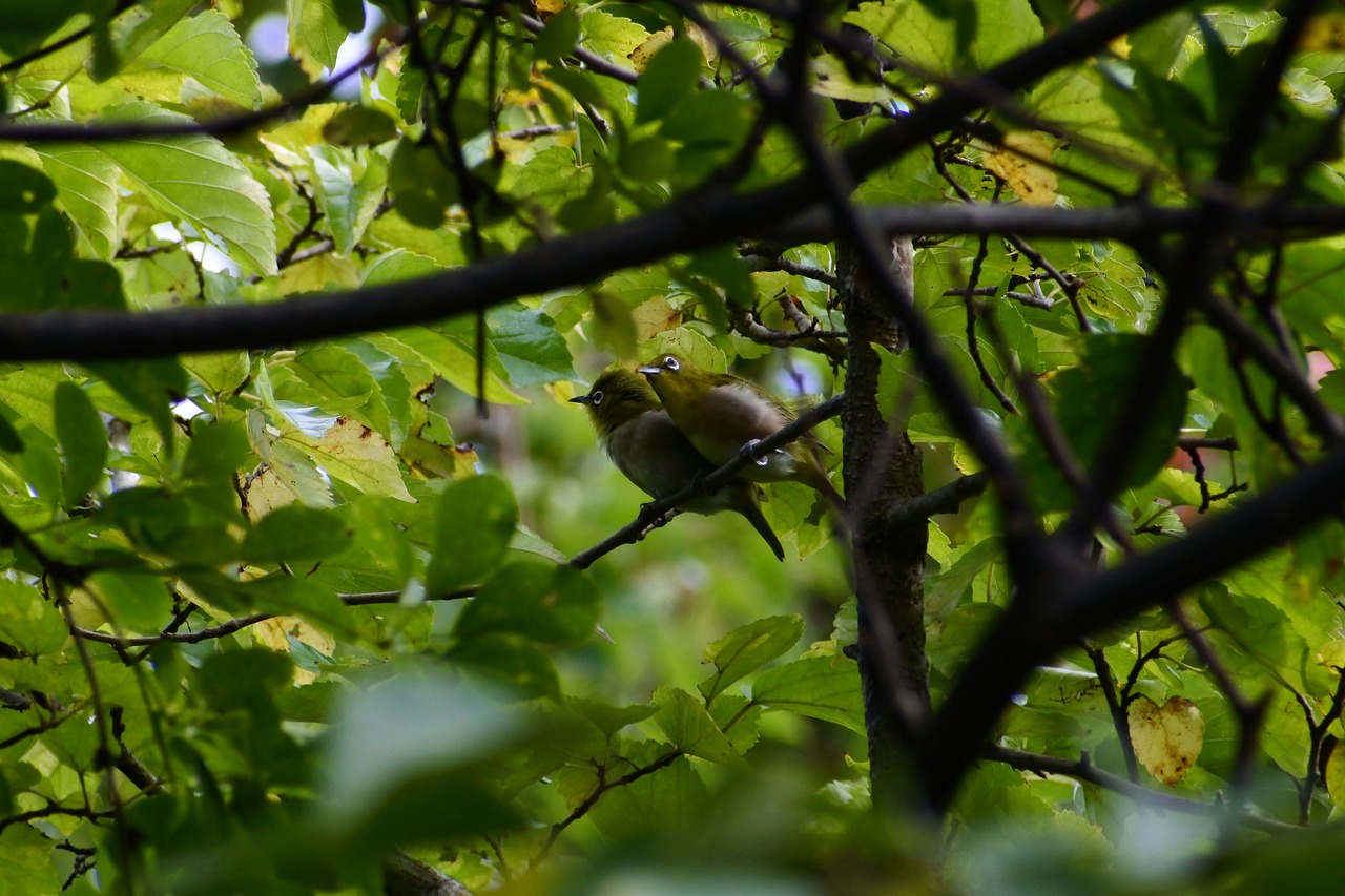 animal forest wood free photo