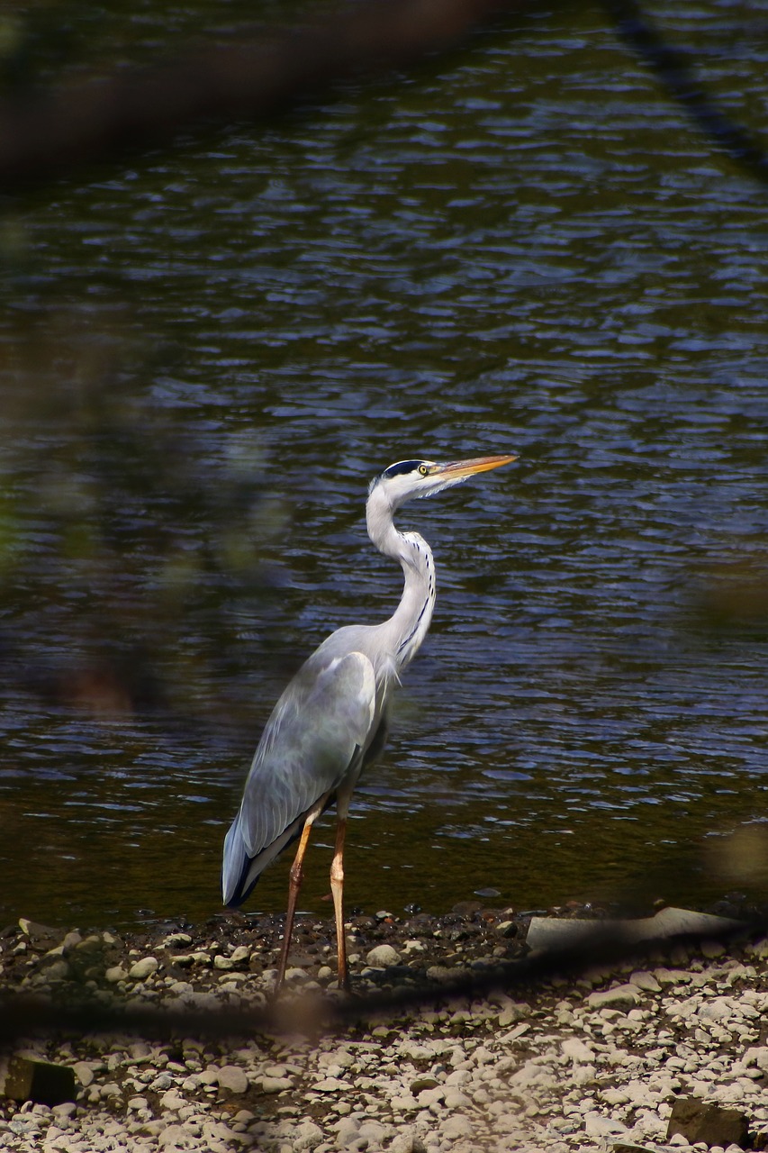 animal river waterside free photo