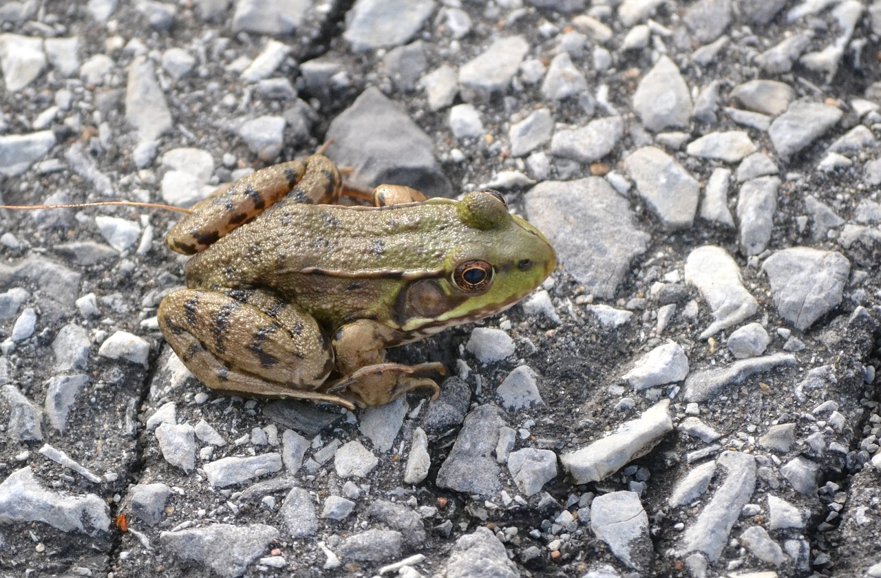 animal amphibian frog free photo