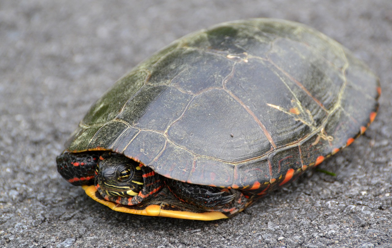 animal turtle paint free photo