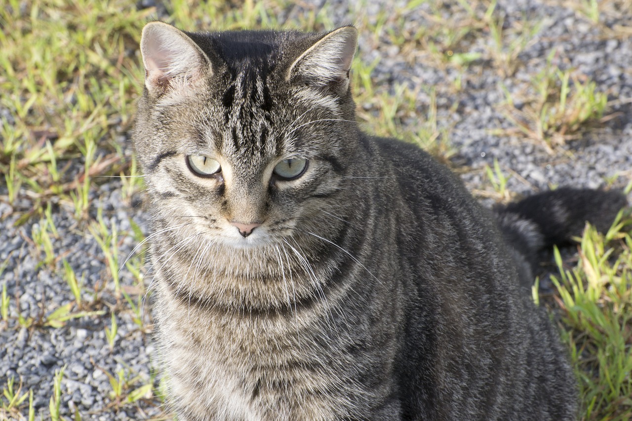 animal cat tabby free photo