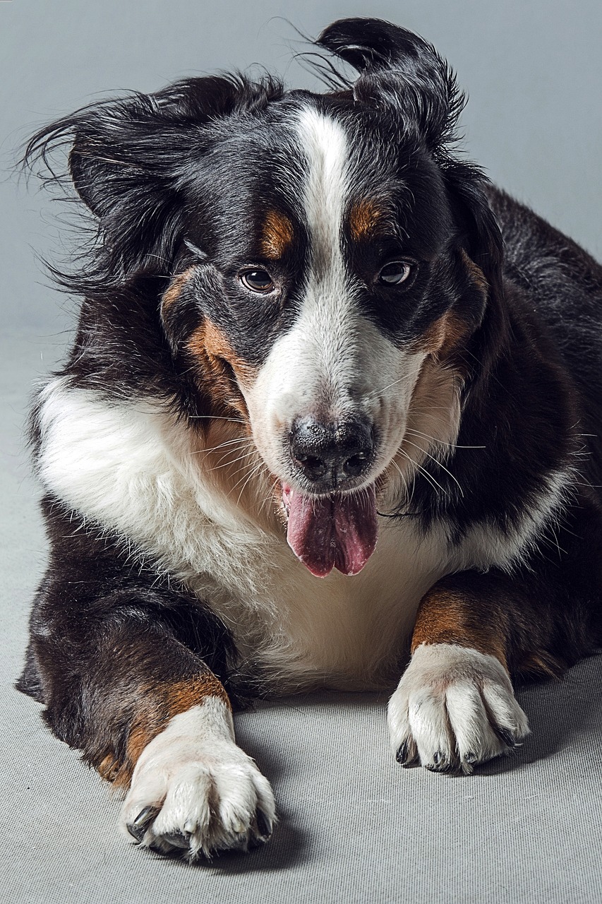 animal dog bernese mountain dog free photo