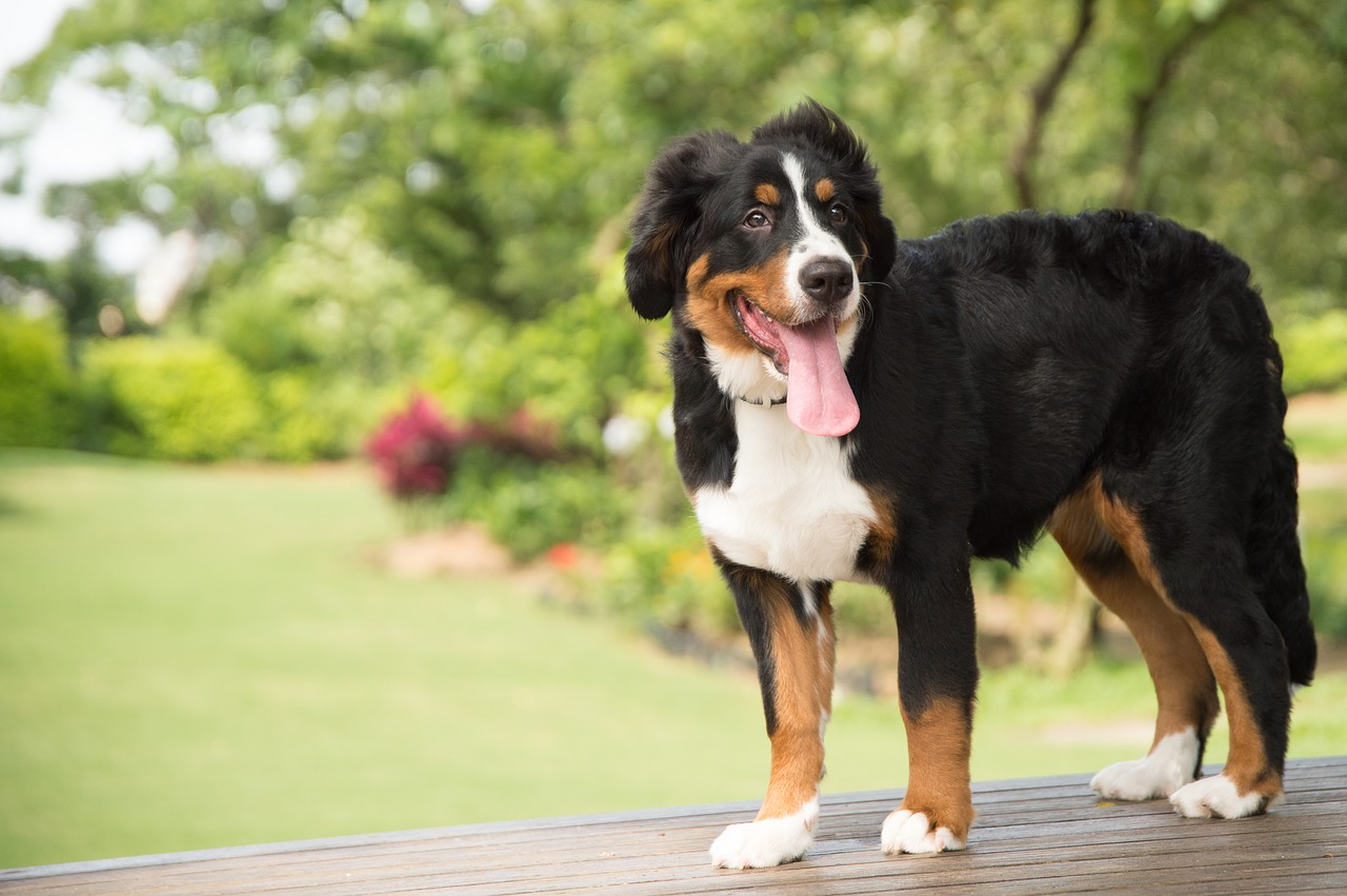 animal dog bernese mountain dog free photo