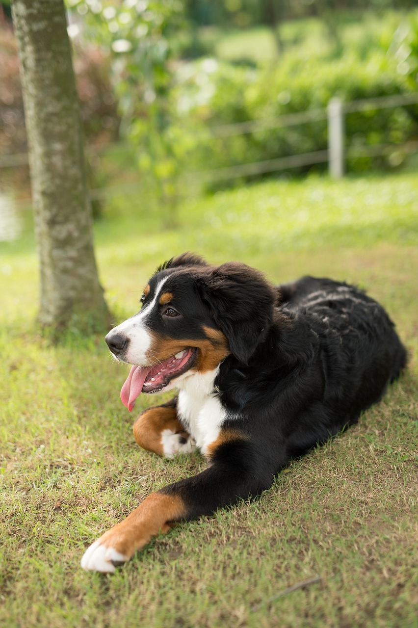 animal dog bernese mountain dog free photo