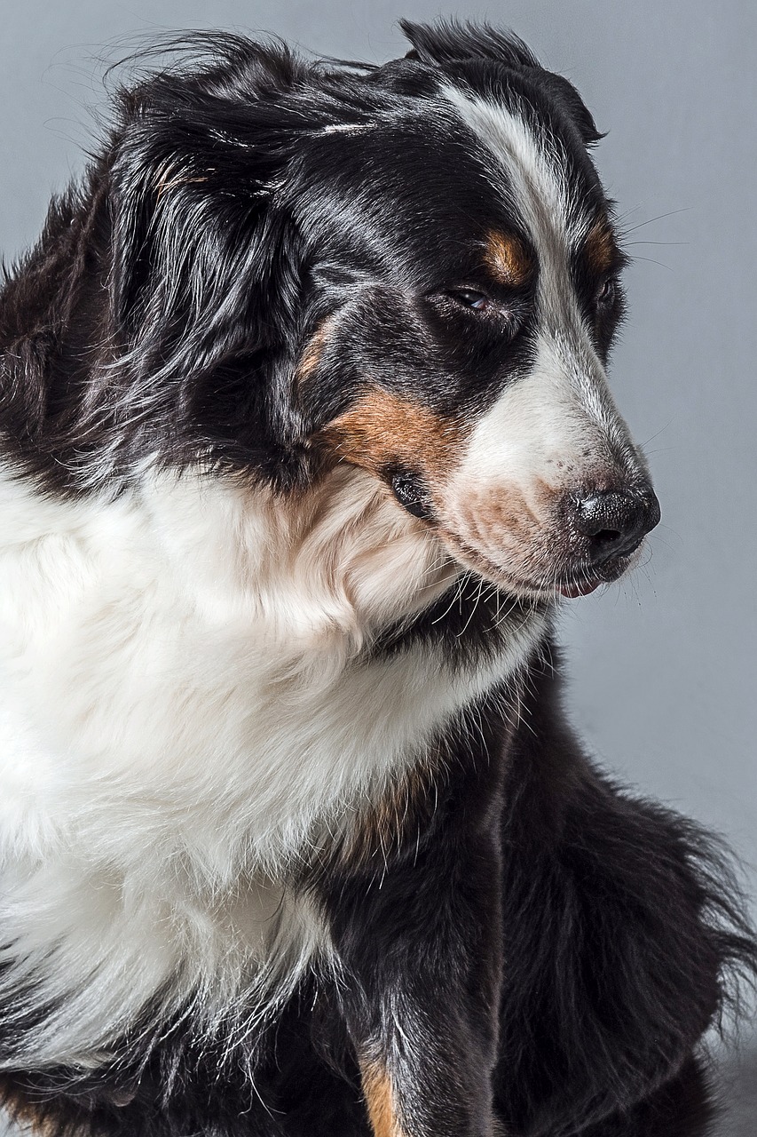 animal dog bernese mountain dog free photo