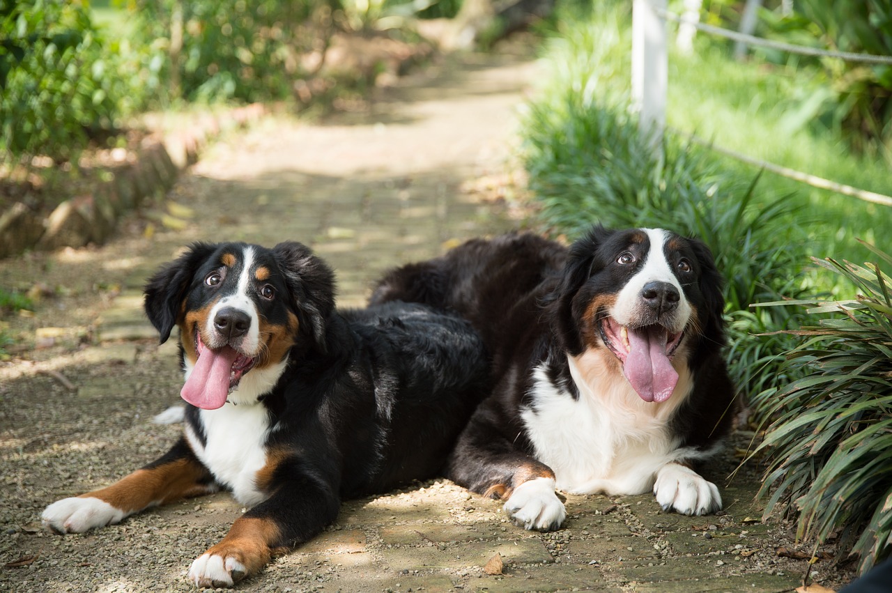 animal dog bernese mountain dog free photo