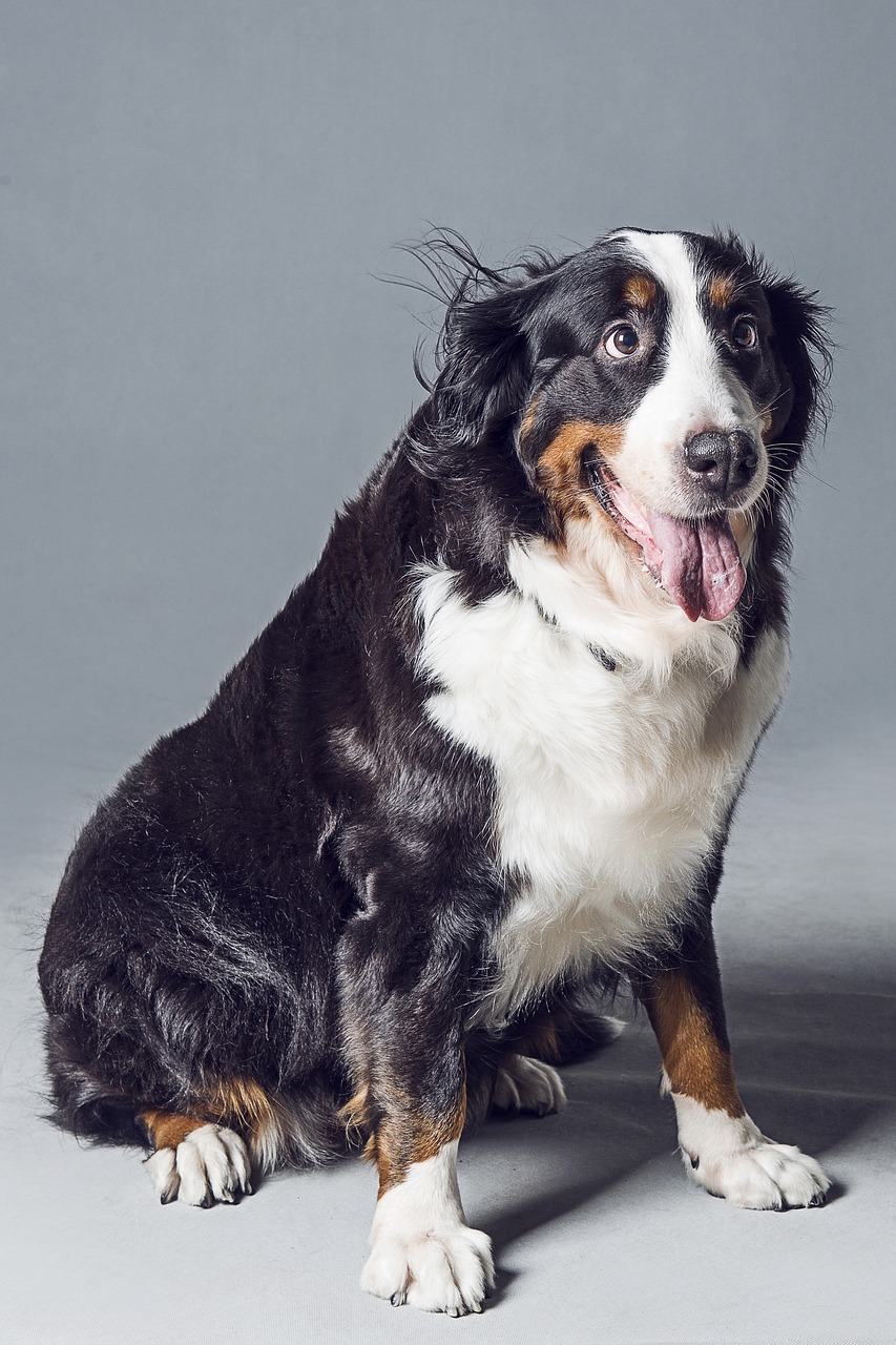 animal dog bernese mountain dog free photo