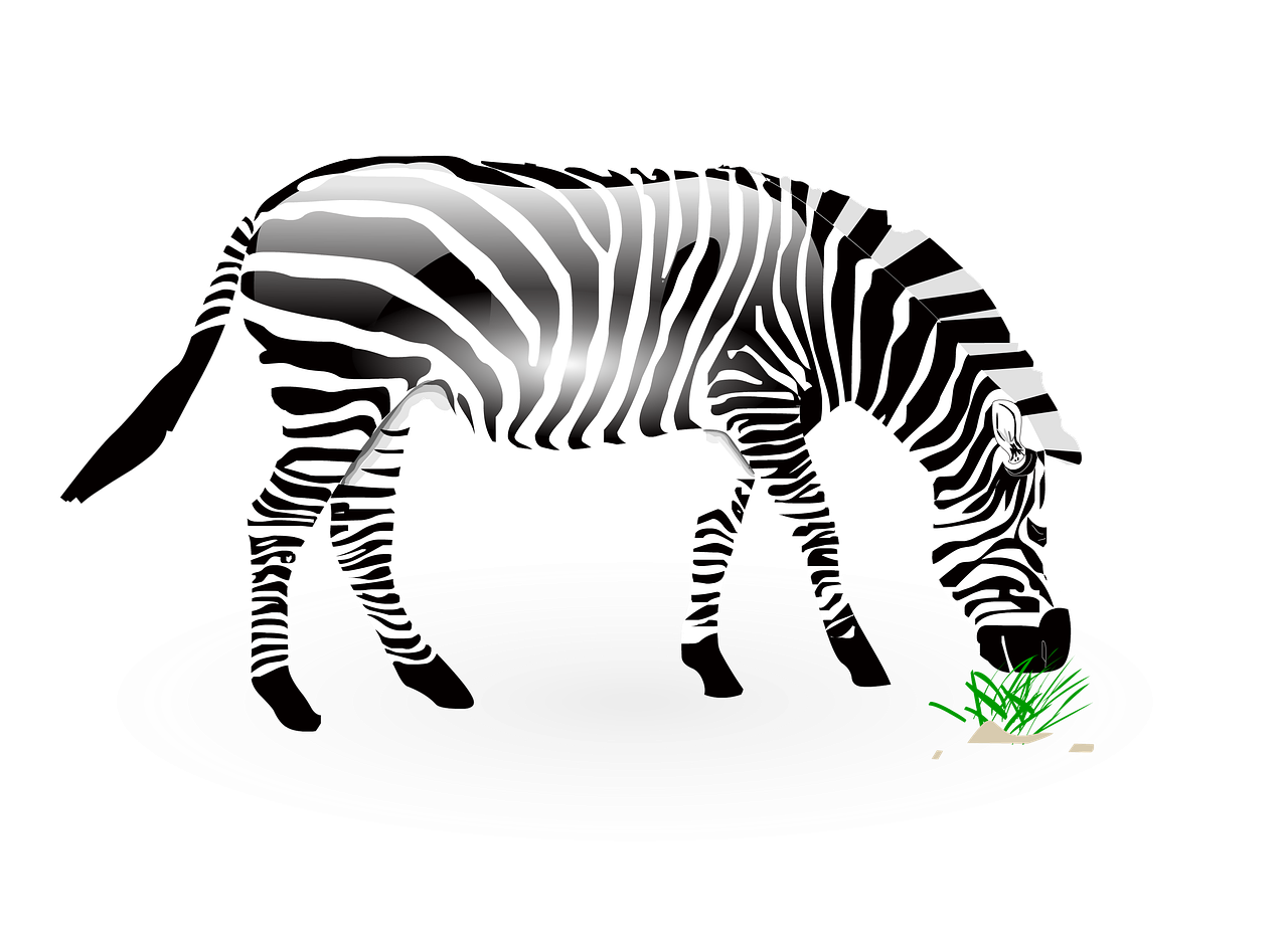 animal zebra wild free photo
