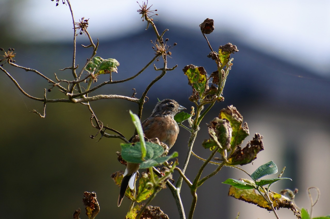 animal wood wild birds free photo