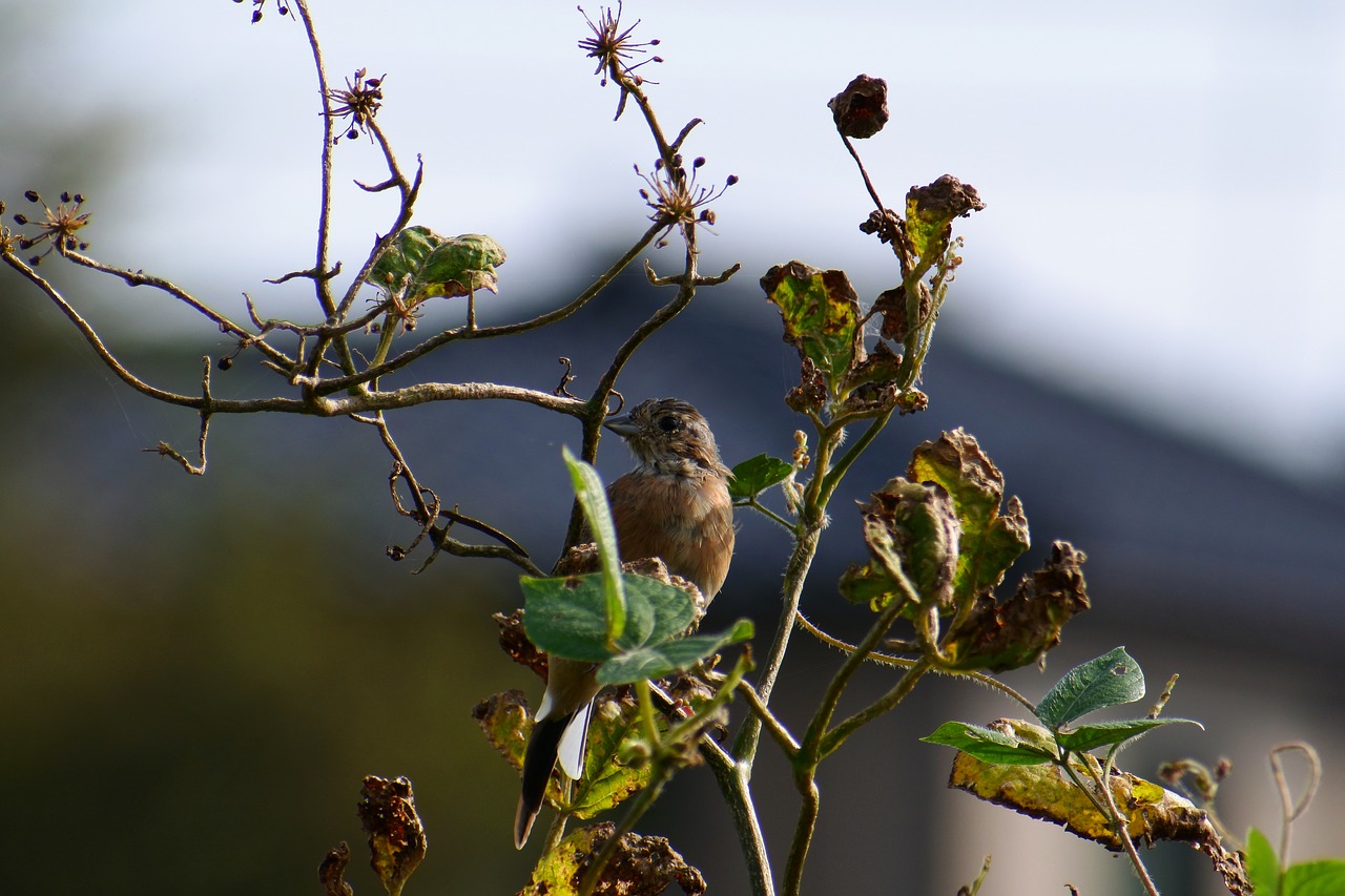 animal wood wild birds free photo