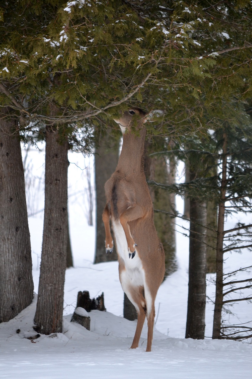 animal wildlife deer doe free photo