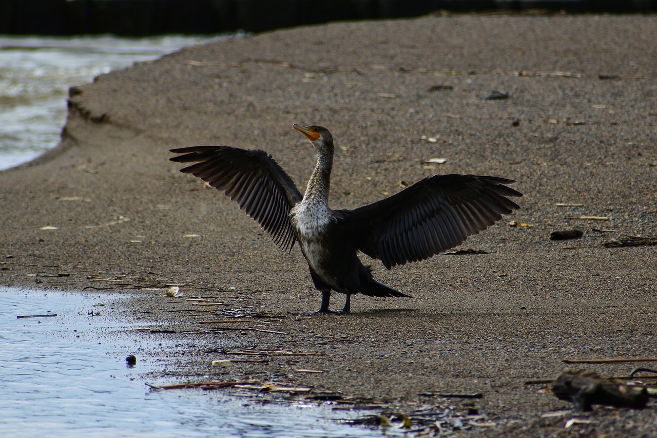 animal sea river free photo