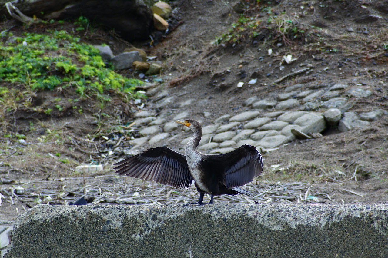 animal sea river free photo