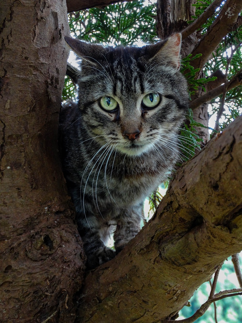 animal cat feline free photo